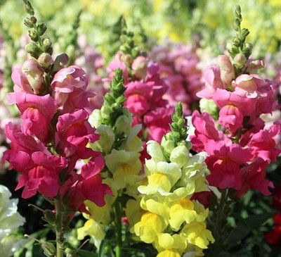 Lorvox Antirrhinum/Snapdragon/Dog Flower Dwarf Flower Seed(30 per packet)