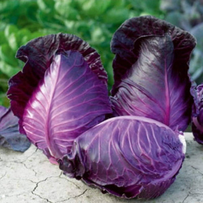 BHUSAN purpla hybrid f1 cabbage seeds/cabbage seeds 28 Seed(28 per packet)