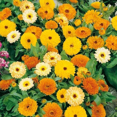 Lorvox Calendula mix Colour Flower Seed(25 per packet)