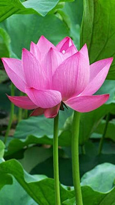 LPR LOTUS,KAMAL Seed(40 per packet)