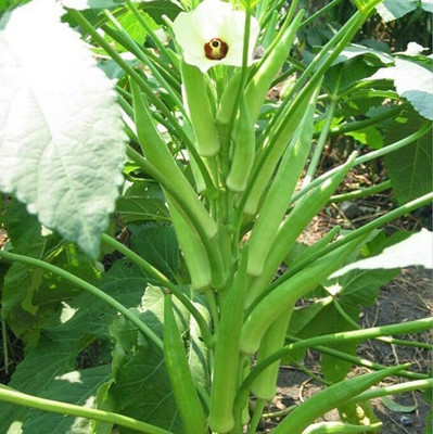Jui Okra, Bhindi, Lady finger Seed(75 per packet)
