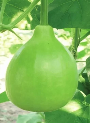 MegaValue Round Bottle Gourd Seeds, Loki Seed(20 per packet)