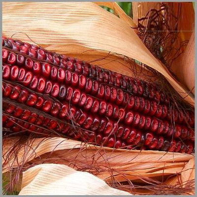 the green dotcom RED CORN MAIZE SEED Seed(114 per packet)