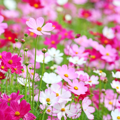 EcoFusion Exotic cosmos mix flower seeds Seed(18 per packet)