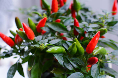 AFARTIOBINA 154 Pc Chilli Seeds Seed(154 per packet)