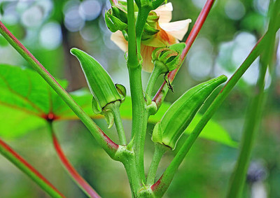 Cloud Farm Okra Lady's Finger Seeds F1 Hybrid Seed(40 per packet)