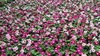 OMOM Vinca Dwarf Mix Seed(10 per packet)