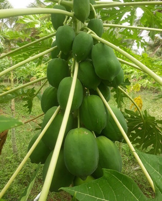 Pbevergreen Red lady Papaya Seed(600 per packet)