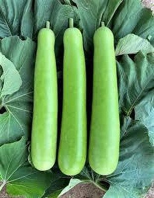DEYS AGRO ™ f1 hybrid long bottle gourd seeds,lauki|lau|bottle guard Seed(6 per packet)