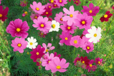 Mozette Exotic comos Seed(38 per packet)