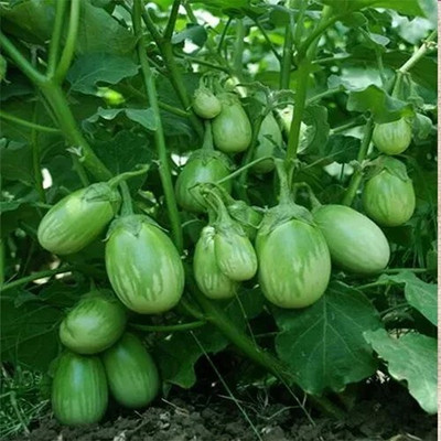 GREENSEA Hybrid Brinjal, Baingan, Bugun Seed(105 per packet)