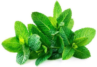LPR PUDINA,MINT Seed(20 per packet)