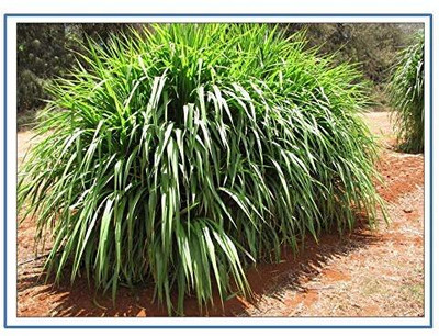 Rani Galleria Super Napier Grass,Hybrid Grass,Australian Red Napier Grass,Elephant Grass Seed(400 per packet)