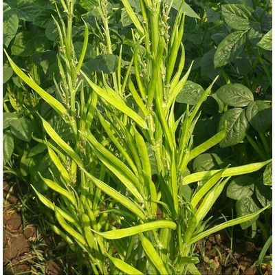 XOLDA Hybrid Cluster Beans Seed(70 per packet)