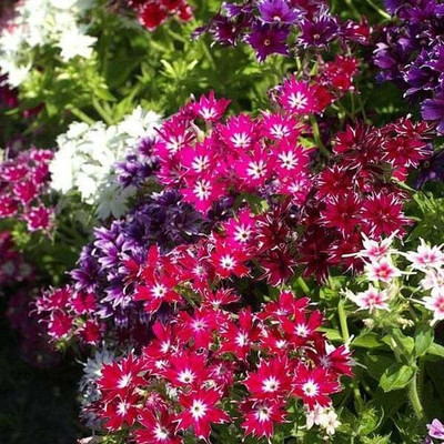 Lorvox PHLOX TWINKLE STAR MIXED FLOWER Seed(140 per packet)