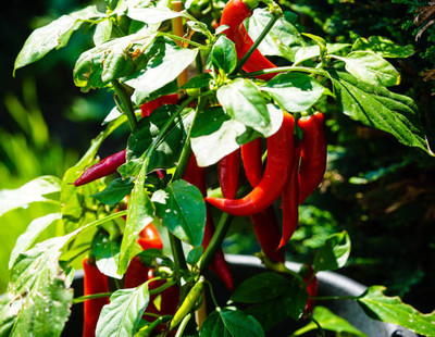 AFARTIOBINA 132 Pc Chilli Seeds Seed(132 per packet)