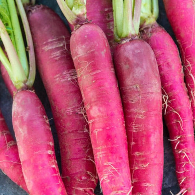 Cloud Farm Red Radish/Mooli/Muli Best Long Vegetable Seed(15 per packet)