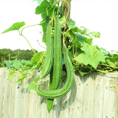 XOLDAA FI QUALITY RIDGE GOURD Seed(17 per packet)