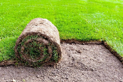 ibains Grass seeds Seed(7300 per packet)