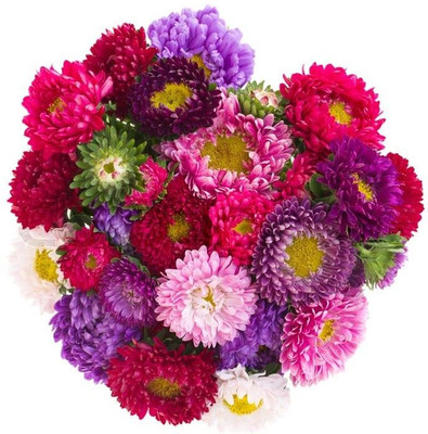SeedSutra ™️ Aster Hybrid Double Mixed Flower Seed(85 per packet)