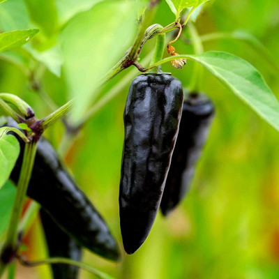the green dotcom Black Hot Chilli Seeds For Planting Seed(1300 per packet)