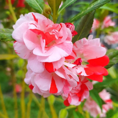 Lorvox Balsam Tom Samb from Russia Seed(20 per packet)