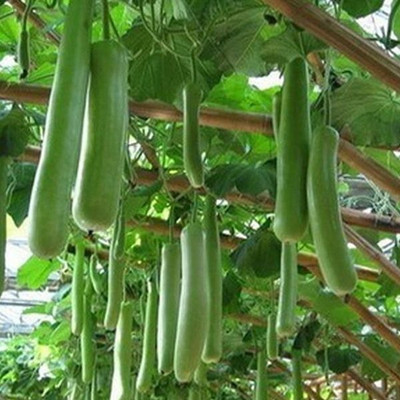 Seedsqlty Bottle gourd seeds Seed(12 per packet)
