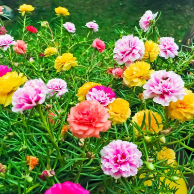SUAA Portulaca Mix Flower seeds for Gardening Seed(375 per packet)