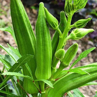 LIFELEX Lady Finger - Orka Hybrid F1 Bhindi Seed(27 per packet)