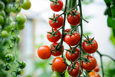 DEYS AGRO ™ f1 hybrid -1057 Tomato seeds, DRAWF varaiety | Tamatar Kbeej, hybrid vegetables Seed(1000 per packet)