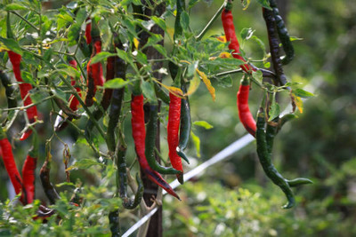 Kodali Hybrid F1 Chilli Seeds Pack Of 25 Seed(25 per packet)