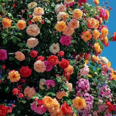 FLARE SEEDS Rose (Gulab) Flower Seeds (20+ Seeds) | Organic | Grow Beautiful Roses at Home Seed(20 per packet)