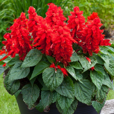 ALPINE HYBRID SEEDS Red Salvia, for home garden, flower seeds for winter, 20-30 seeds per packet Seed(50 per packet)