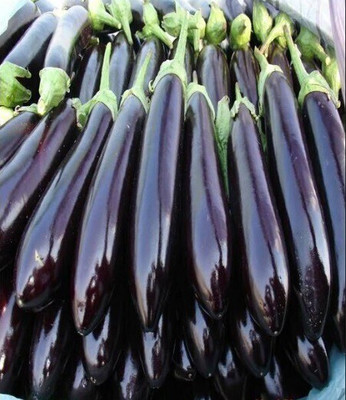 UGRA Hybrid Dark Purple Long Eggplant Seed(50 per packet)