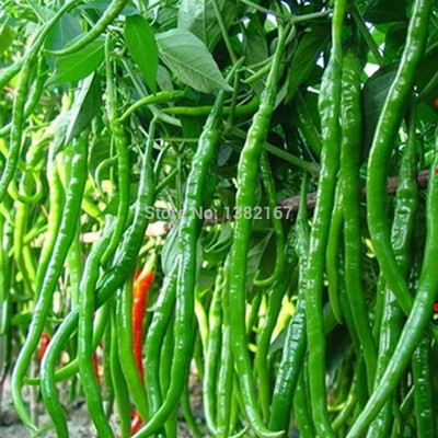 EcoFusion f1 hybrid chilli seeds Seed(63 per packet)
