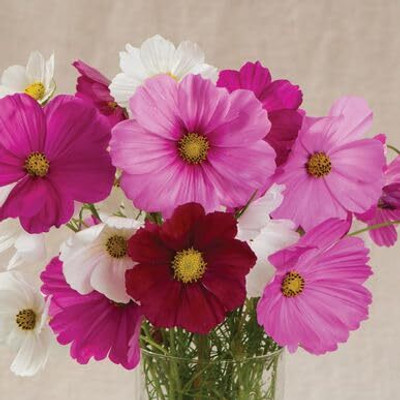 Lorvox Double Click Cranberries' Seeds. Cosmos Cranberries Seed(60 per packet)
