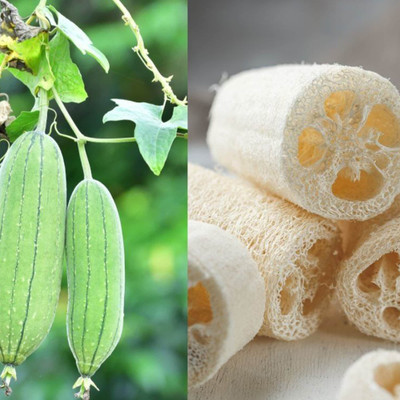 Mozette Hybrid Sponge gourd Seed(65 per packet)
