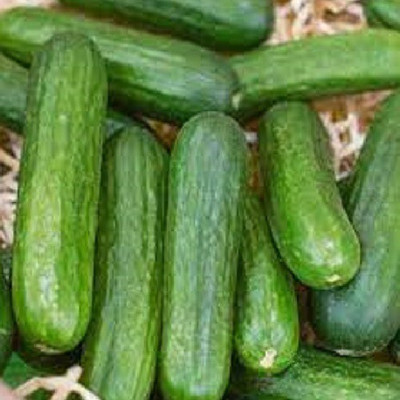 Advance seeds Cucumber Seed(50 per packet)