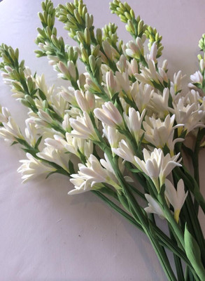 GREENSEA Tuberose, Rajnigandha Flower Seed(13 per packet)