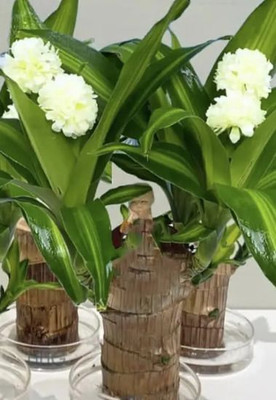 NurseryFriends Brazilian Wood, Lucky Bamboo Plant(Hybrid, Pack of 1)