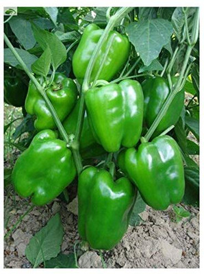 LPR CAPCICUM SEEDS, SHIMLA MIRCH Seed(20 per packet)