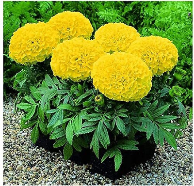 Aywal marigold hybrid flower Seed(2 per packet)