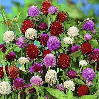 the green dotcom gomphrena flower Seed(22 per packet)