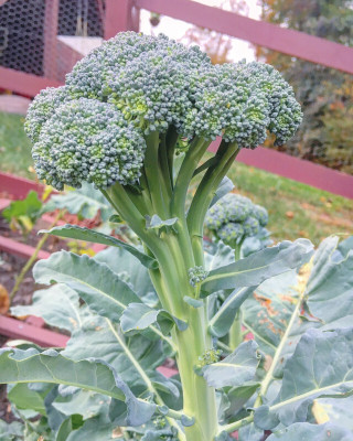 Cloud Farm Cabbage seeds (Broccoli) Seed(55 per packet)