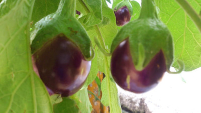 LPR BAGAN Seed(30 per packet)