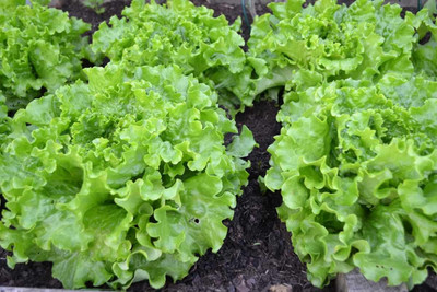 Seedsqlty iceberg lettuce seeds Seed(14 per packet)