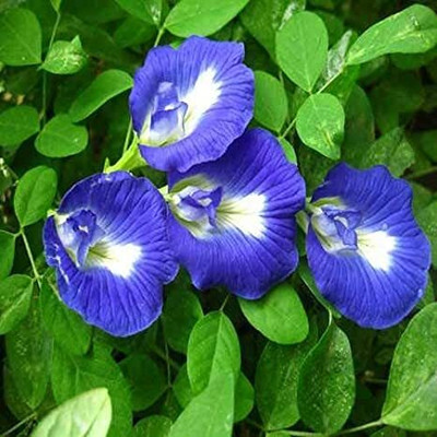 MOONQULTY Aparajita Flower Plant Seed(31 per packet)
