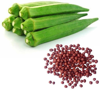 Qualtivate PUAS-7A Okra/lady Finger F1 Hybrid Seeds Seed(350 per packet)