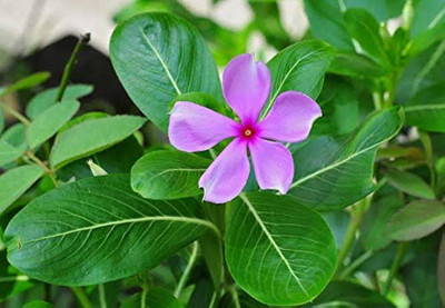ibains Vinca hybrid flower seeds pack Seed(47 per packet)