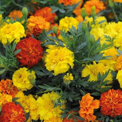the green dotcom Mix marigold flower seed/Marigold seeds 101 Seed(101 per packet)